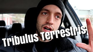 Tribulus Terrestris Overview [upl. by Nievelt633]