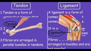 Sonographic Examination of Knee Ligaments [upl. by Surazal]