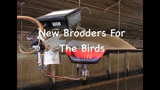 New Brooders For The Birds [upl. by Veda]