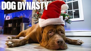 Merry Hulkmas A Dog Dynasty Christmas Special [upl. by Serge]