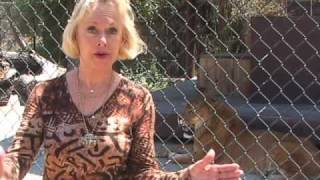 Shambala Preserve Mini Safari PART 1 with Tippi Hedren [upl. by Bennion647]