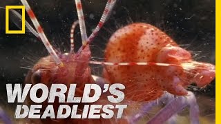 Amazing Pistol Shrimp Stun quotGunquot  Worlds Deadliest [upl. by Emearg]