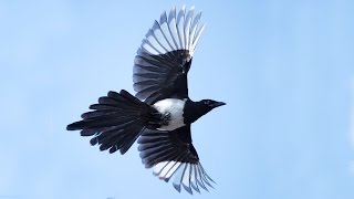 Random Bird Flying Backwards [upl. by Wernick]