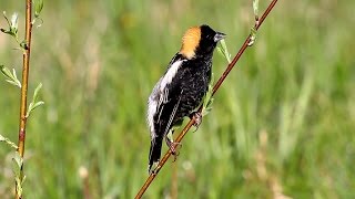 Hear the lovely Bobolink song [upl. by Eneliak196]