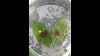 How Plants Breathe  Easy Science Experiment [upl. by Ardiekal171]