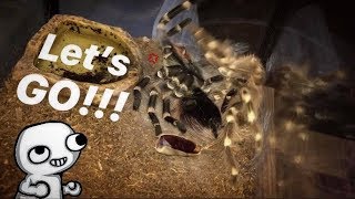 Caught my TARANTULA flipping back after molting  TARANTULA FLUIDS [upl. by Madelina]