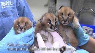 Caracal kittens at the Oregon Zoo [upl. by Aidnis]