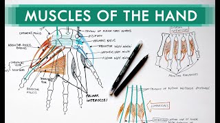 Muscles of the Hand  Origin Insertion Nerve Supply  Anatomy Tutorial [upl. by Kenison530]