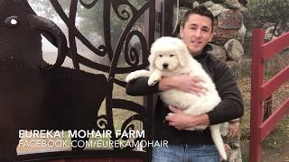 Italian Maremma Livestock Guardian Sheepdogs [upl. by Ateuqahs]