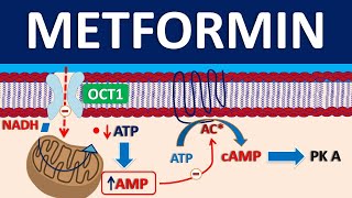 Metformin  Mechanism precautions side effects amp uses [upl. by Eta]