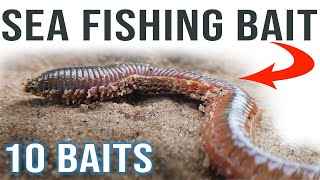 Sea Fishing Bait for Beginners [upl. by Obediah]