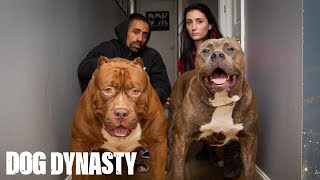 Kong The 150lb Pitbull Puppy Set To Outgrow Hulk  DOG DYNASTY [upl. by Euhc]