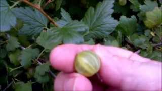 Harvesting gooseberries and some info about them [upl. by Eisset]