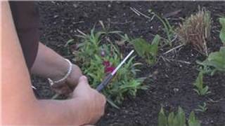 Flower Gardening  How to Prune Carnations [upl. by Rudolf172]