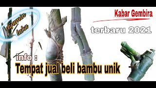 Tempat transaksi jual beli bambu petuk asli dan bambu unikterbaru 2021ដើមឫស្សីភូគី [upl. by Odlanor]