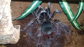 Giant Burgundy Goliath Birdeater hissing [upl. by Cece]