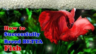 How to Breed Betta Fish  Breeding Over Halfmoon Betta [upl. by Niar]