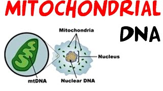 Mitochondrial DNA [upl. by Nieberg]