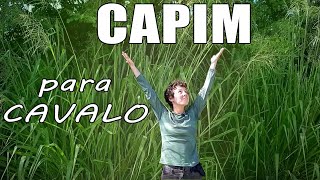 Tipos de capim pra cavalo [upl. by Aerol707]