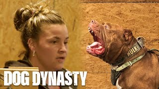 175lb Pitbull Hulk Smashes New Girl Kareena  DOG DYNASTY [upl. by Leavitt]