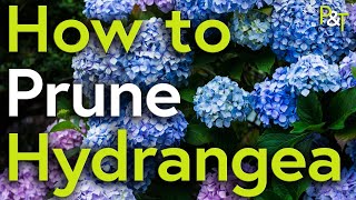 How to Prune Hydrangea A Martin Masterclass  Pots amp Trowels [upl. by Brander]