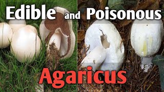 How to tell an edible agaricus mushroom from a poisonous one [upl. by Otes]