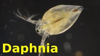 Daphnia [upl. by Nollahs]