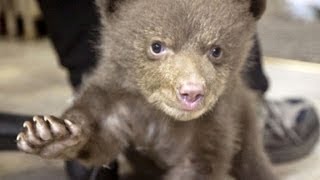 Hear baby bear make cutest noise [upl. by Daven]