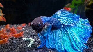 7 Most Popular Betta Tank Mates You Need to Try [upl. by Mima]