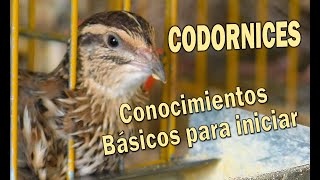 CODORNICES CONOCIMIENTOS BÁSICOS PARA INICIARSE EN LA COTORNICULTURA [upl. by Jobye]