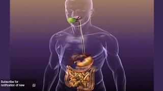 Metformin Part 2 How Does it Work [upl. by Nolahp]