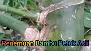 Penemuan Bambu Petuk Asli ORI [upl. by Aztin278]