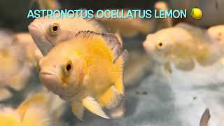 Astronotus ocellatus LEMON 🍋 [upl. by Notsgnal182]