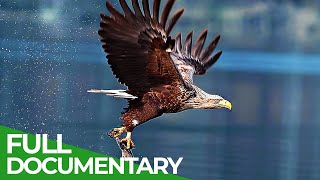 Wild Germany  The Beautiful World of Birds  Free Documentary Nature [upl. by Chrisoula8]