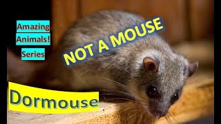 Dormouse facts 🐁 Do they hibernate 🛌 and how many months 🙋‍♀️ [upl. by Gaston]