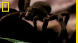 Deadly Spider Bite  National Geographic [upl. by Cirad]