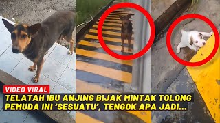 TELATAH IBU ANJING BIJAK MINTA TOLONG PEMUDA NI SESUATU TENGOK APA JADI [upl. by Enneyehs]