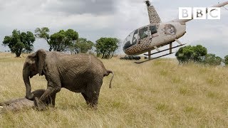 Elephants rescued by helicopter 🐘🚁  Equator from the Air  BBC [upl. by Stuppy]