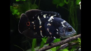 Astronotus crassipinnis [upl. by Letisha]