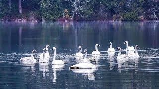 The REAL Swan Lake Trumpeter Swans by the Hundreds Taking Flight HD [upl. by Sueaddaht646]