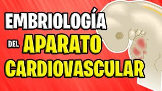 ✅ EMBRIOLOGÍA CARDIOVASCULAR 💉🧡 [upl. by Milburn502]