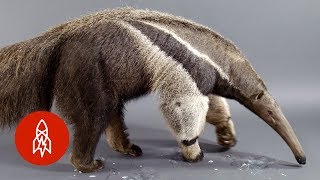 The Giant Anteater Carries On 25 Million Years and Counting [upl. by Ardnuahc]