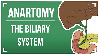 The Biliary System [upl. by Enilrek392]