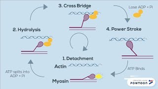 The Sliding Filament Theory of Muscle Contraction  FOUR STEPS [upl. by Herbert]