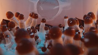 Timelapse of Sacred Mushrooms Growing [upl. by Heffron864]