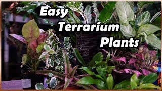 Plants For Terrariums  Terrarium Tuesday [upl. by Bobina]