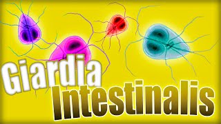 GIARDIOSIS ❗❗ Giardia lamblia Ciclo biológico síntomas diagnóstico y tratamiento  Parasitología [upl. by Lered]