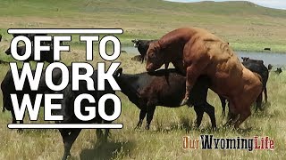 Putting Bulls In With The Cows on the Ranch [upl. by Morna]