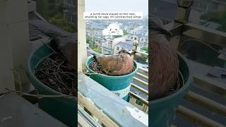 A woman supported a mother turtle dove in raising her chicks [upl. by Malilliw624]