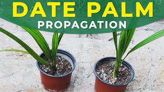 GROWING DATE PALM FROM SEEDS  PROPAGATION CARE FOR SEEDLINGS [upl. by Berky]